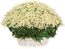 Цветочная композиция из Ромашки в корзине #REPLACE_PRED# Поселок Памяти 13 Борцов